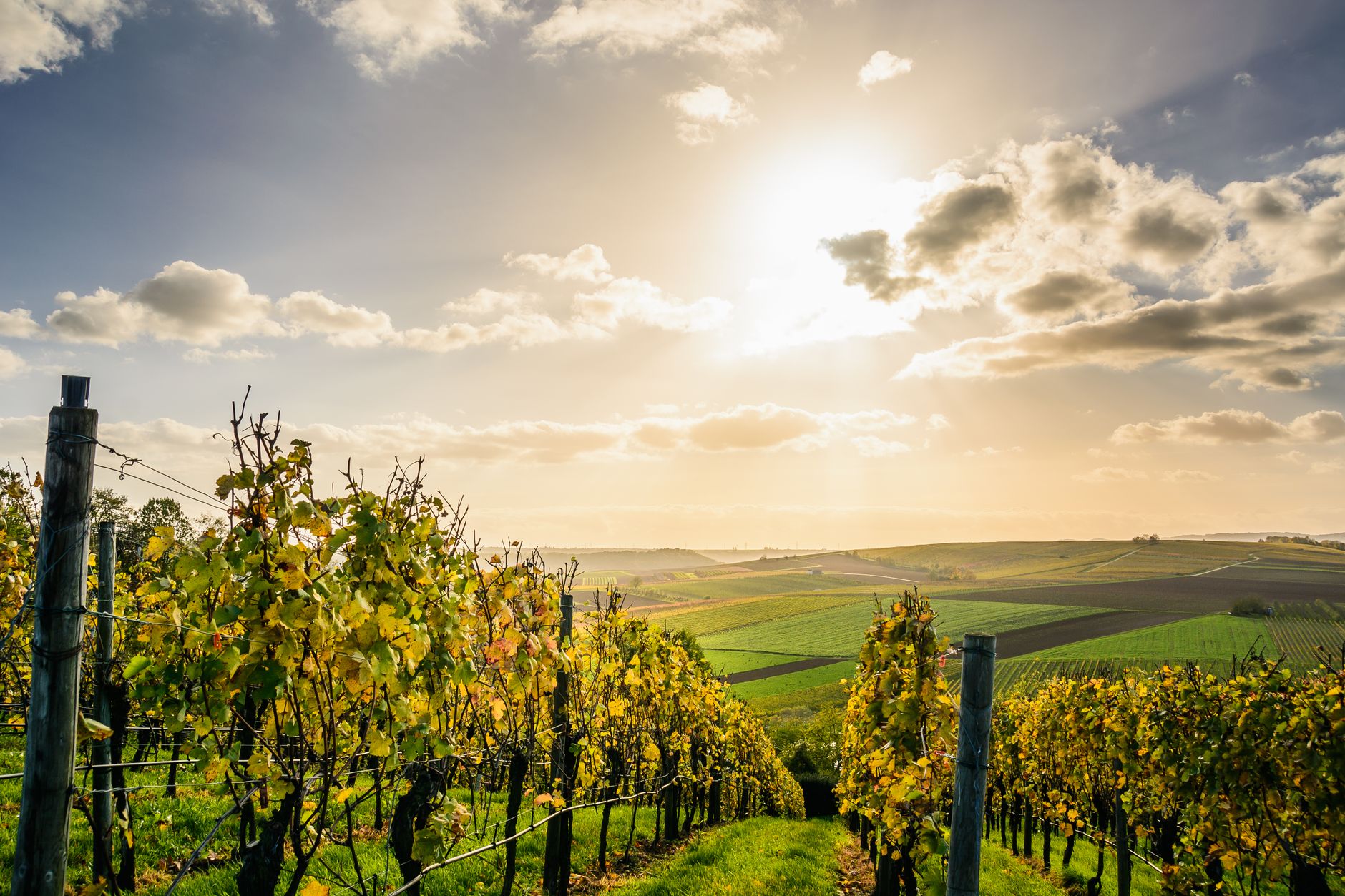 Sunlit vineyard rows under a bright sky in an undiscovered wine region.