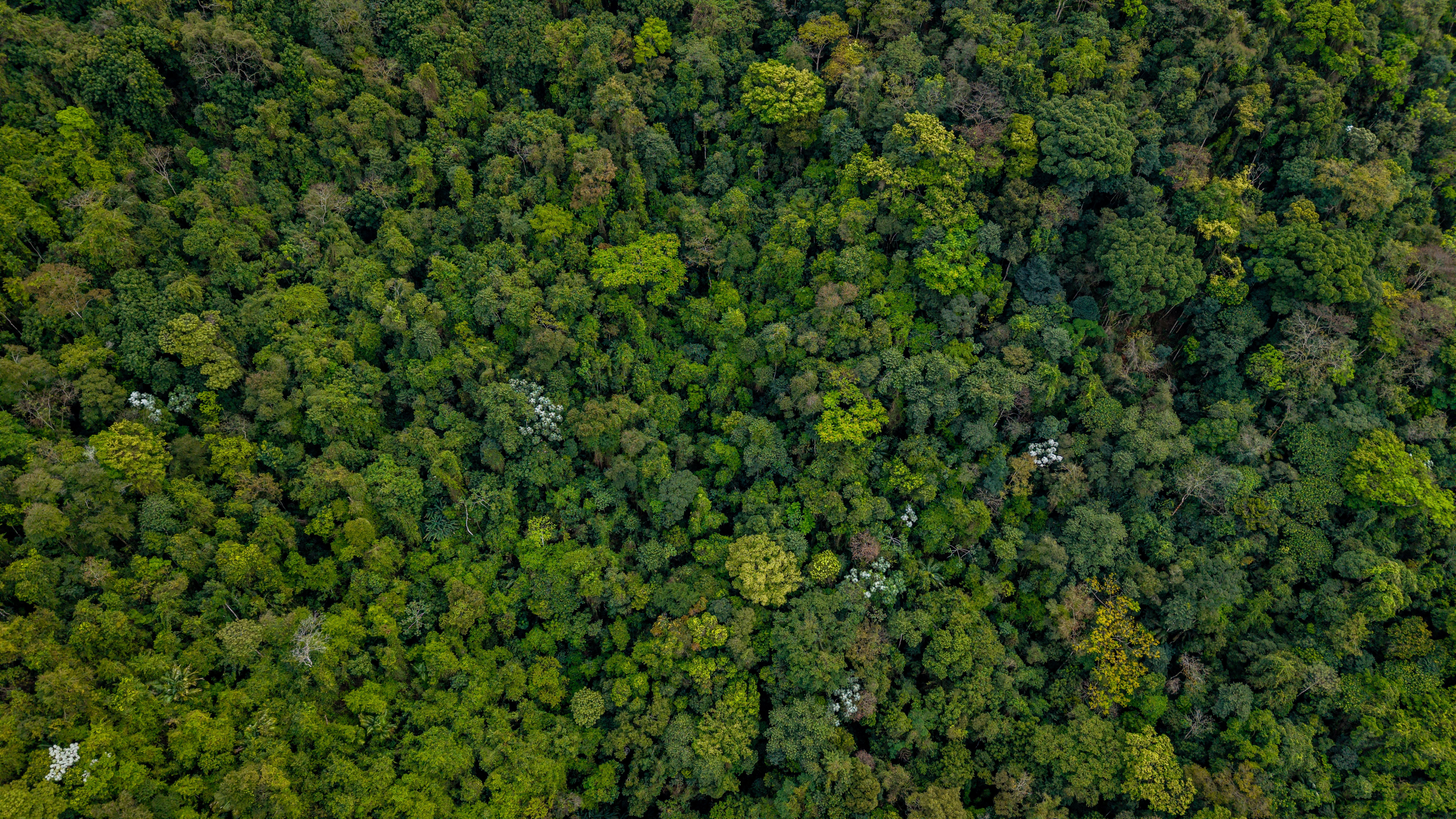 Aerial view of a remote eco-lodge nestled along a winding Amazon River tributary surrounded by dense rainforest canopy in Brazil