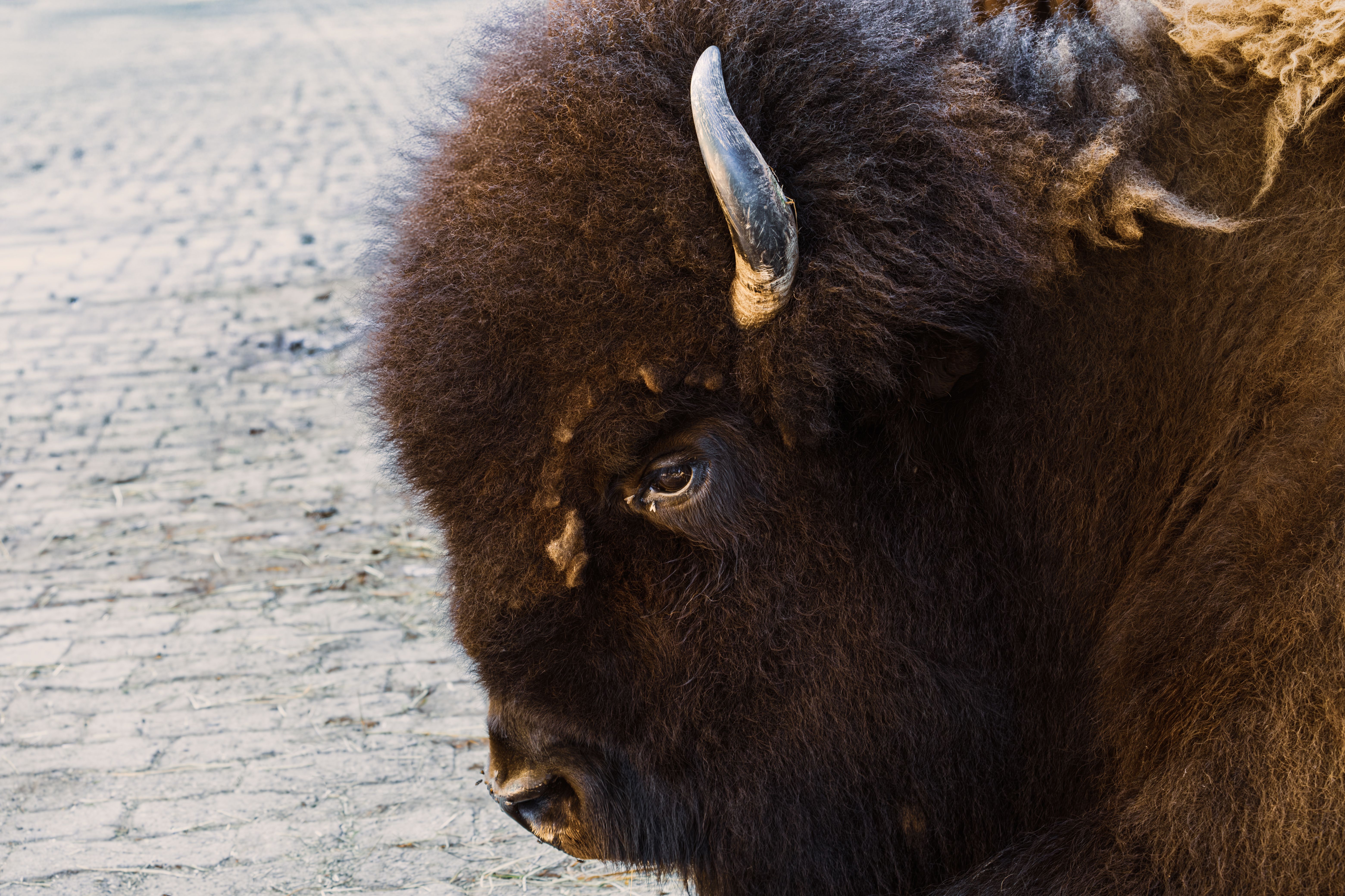 Travel Insurance Denial in Buffalo: A Recovery Guide